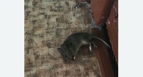 Дезинфекция от мышей в Емельяново