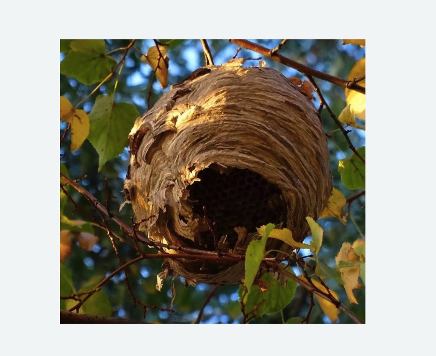 Обработка от шершней в Емельяново