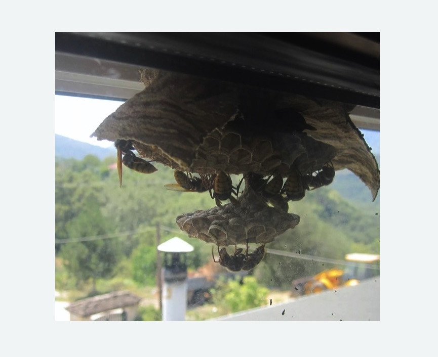 Уничтожение гнёзд шершней в Емельяново