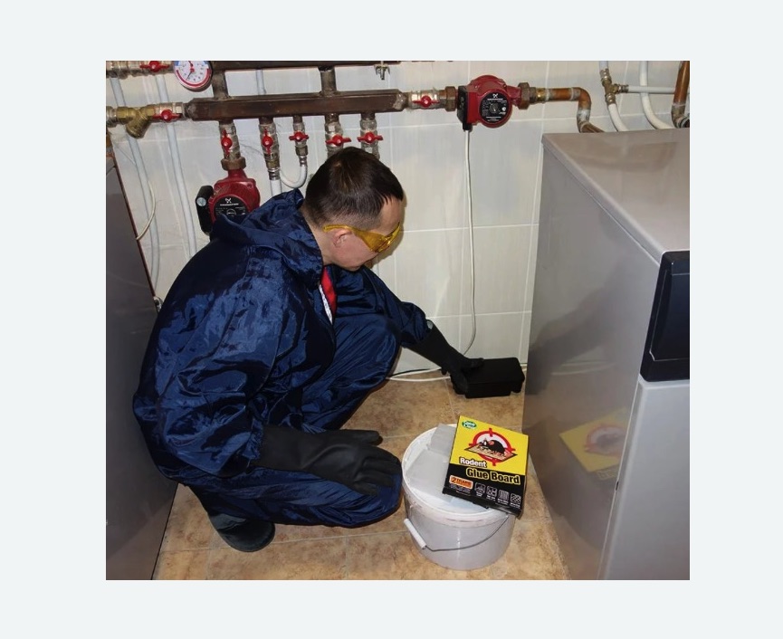 Уничтожение крыс в Емельяново