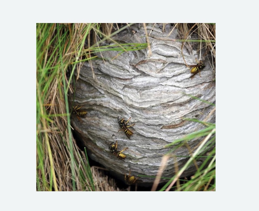 Уничтожение ос и ульев в Емельяново